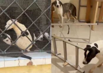 denuncian-situacion-insalubridad-perros-casa-1