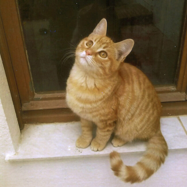 gastronomia-posguerra-anos-hambre-003