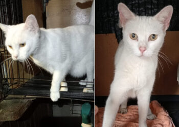 gata-blanca-intrepida-curiosa-1