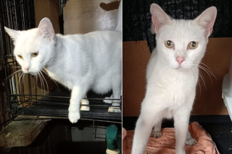 gata-blanca-intrepida-curiosa-1