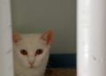 gata-blanca-intrepida-curiosa-2