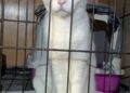 gata-blanca-intrepida-curiosa-4