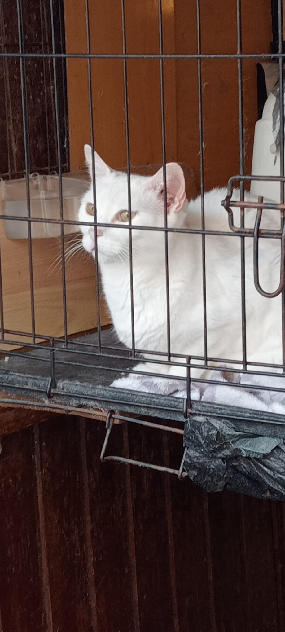gata-blanca-intrepida-curiosa-5