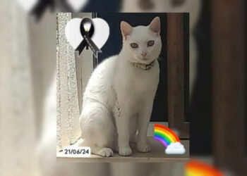 mandy-todos-animales-dejan-sin-un-adios-digno