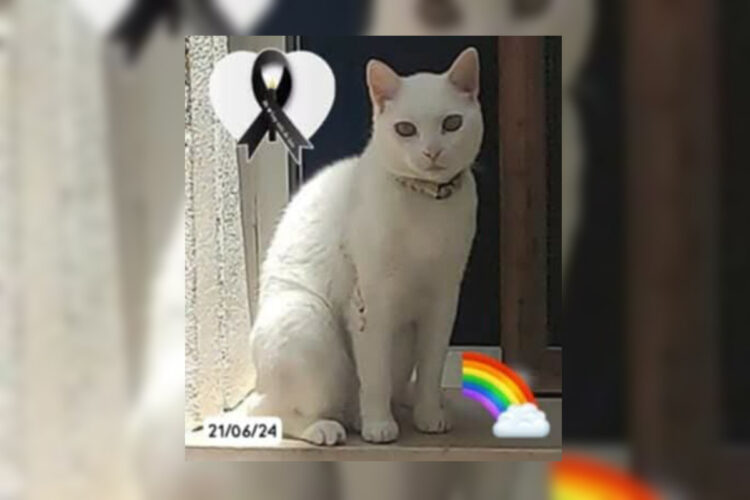 mandy-todos-animales-dejan-sin-un-adios-digno