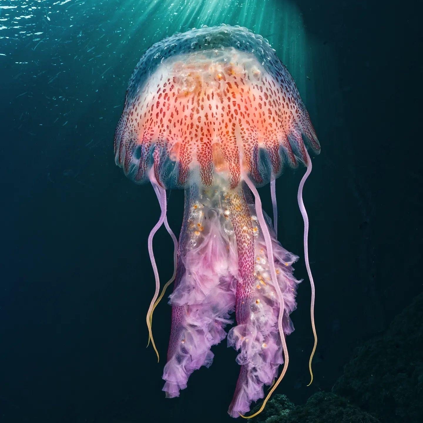 pelagia-noctiluca