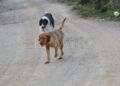 perros-salvajes-monte