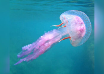 portada-pelagia-noctiluca