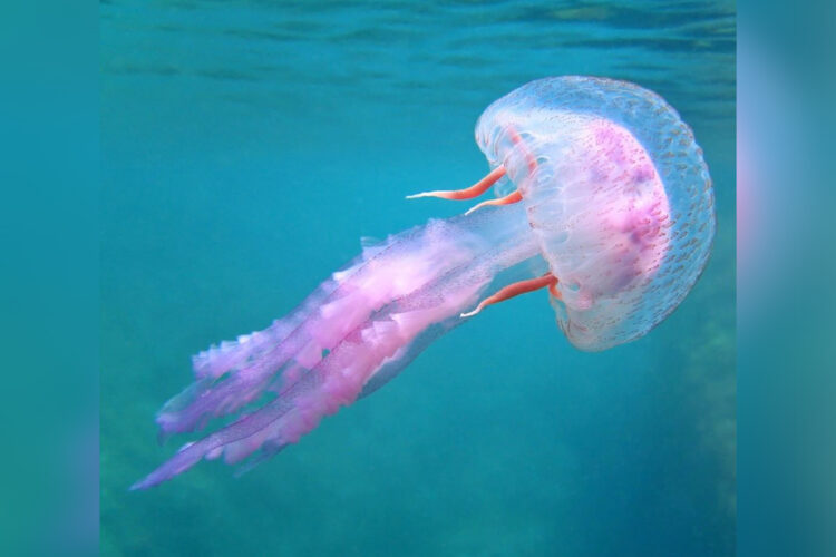 portada-pelagia-noctiluca