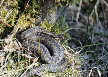 recurso-serpiente