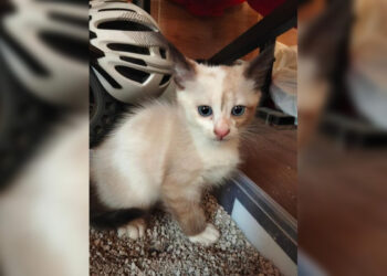 robado-cachorrita-gato-solicita-maxima-ayuda-recuperarla