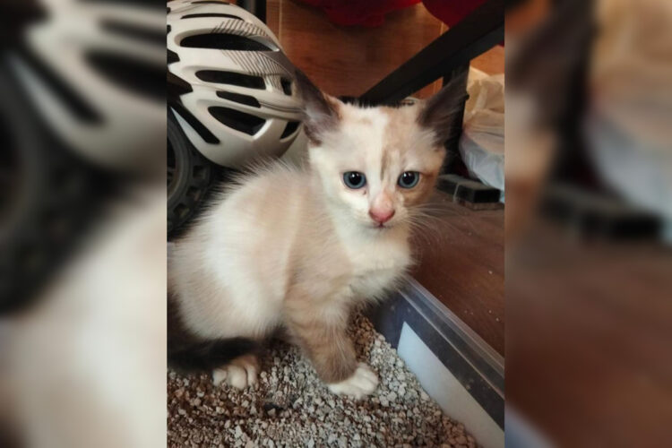 robado-cachorrita-gato-solicita-maxima-ayuda-recuperarla