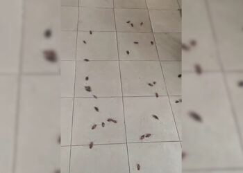 tampm-cucarachas-prision