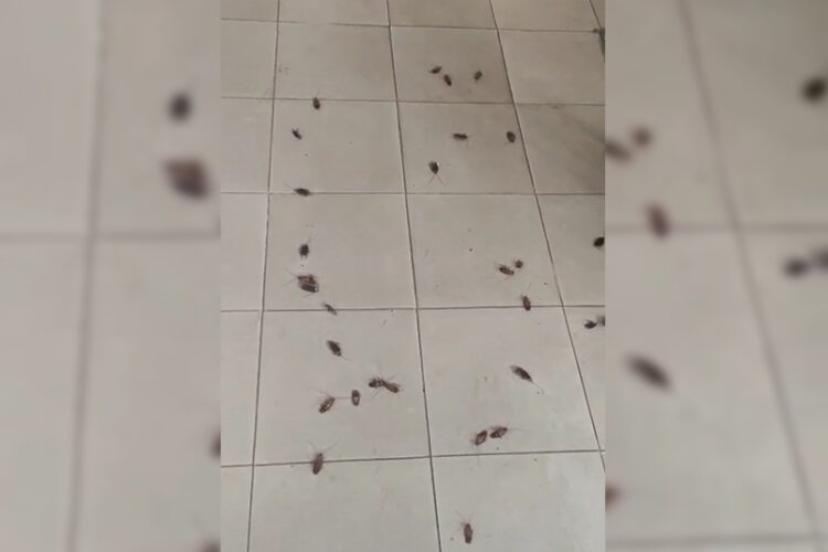 tampm-cucarachas-prision