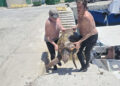 trabajadores-almadrabeta-rescatan-tortuga-boba-80-kilos-1