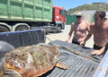 trabajadores-almadrabeta-rescatan-tortuga-boba-80-kilos-2