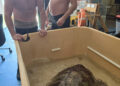 trabajadores-almadrabeta-rescatan-tortuga-boba-80-kilos-3
