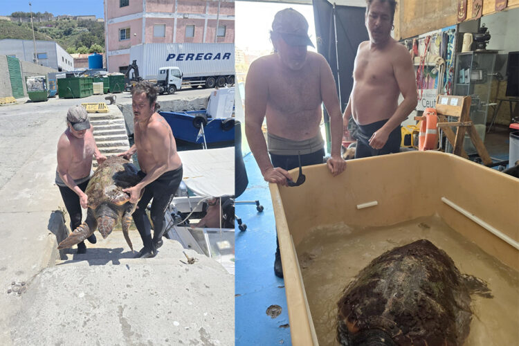 trabajadores-almadrabeta-rescatan-tortuga-boba-80-kilos