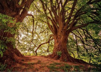 tres-arboles-una-cancion