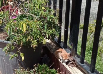 veterinaria-tragsatec-encargada-cer-gatos-colaboracion