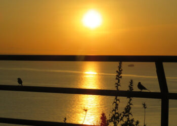 zoepolis-degradacion-medioambiental-002