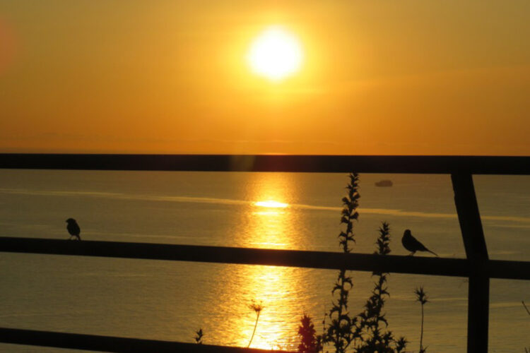 zoepolis-degradacion-medioambiental-002