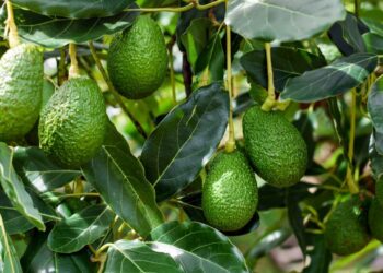 aguacates-marruecos