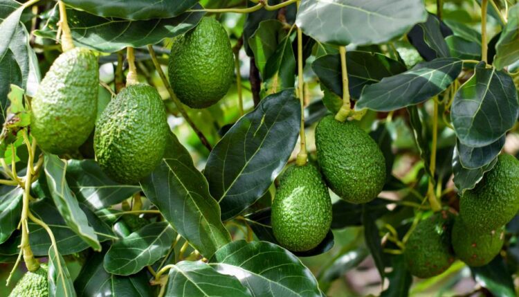 aguacates-marruecos