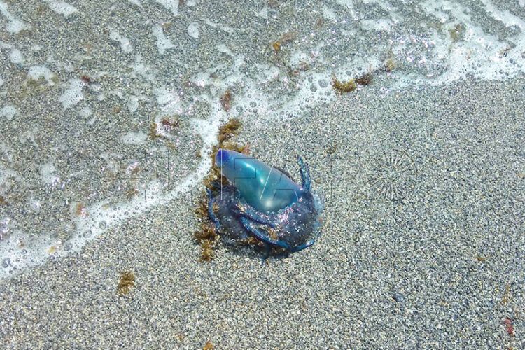 asi-es-carabela-portuguesa-llega-costas-especies