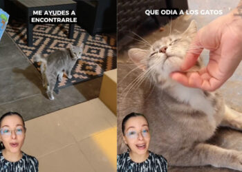 ayuda-adopcion-gati-pueblo-murcia