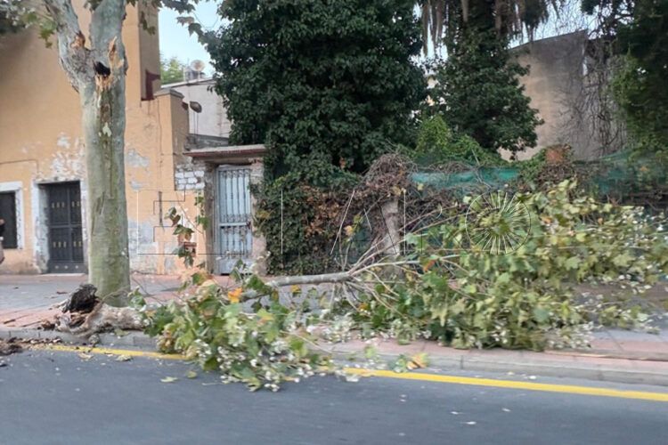bomberos-actua-sardinero-caida-gran-rama-arbol-003