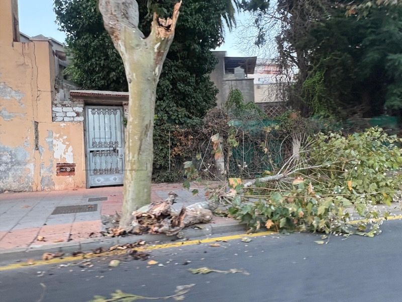 bomberos-actua-sardinero-caida-gran-rama-arbol-003