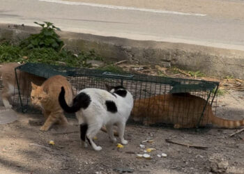 cer-captura-treintena-gatos-callejeros-semana-002