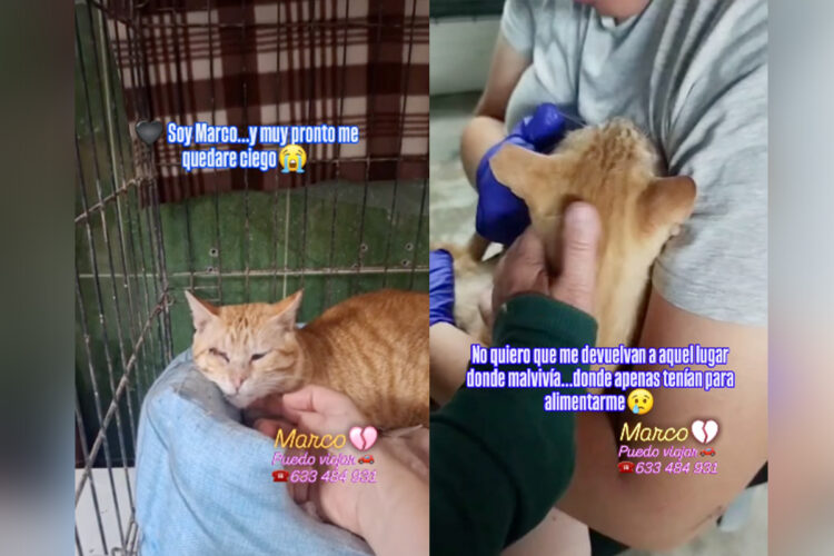gato-marco-ayuda-podria-quedarse-ciego