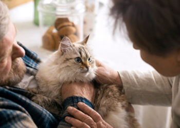 gatos-residencias-mayores-terapia-silenciosa
