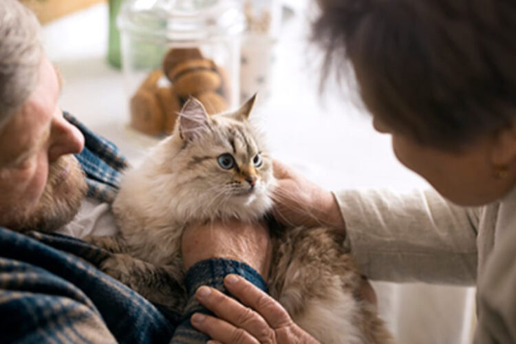 gatos-residencias-mayores-terapia-silenciosa