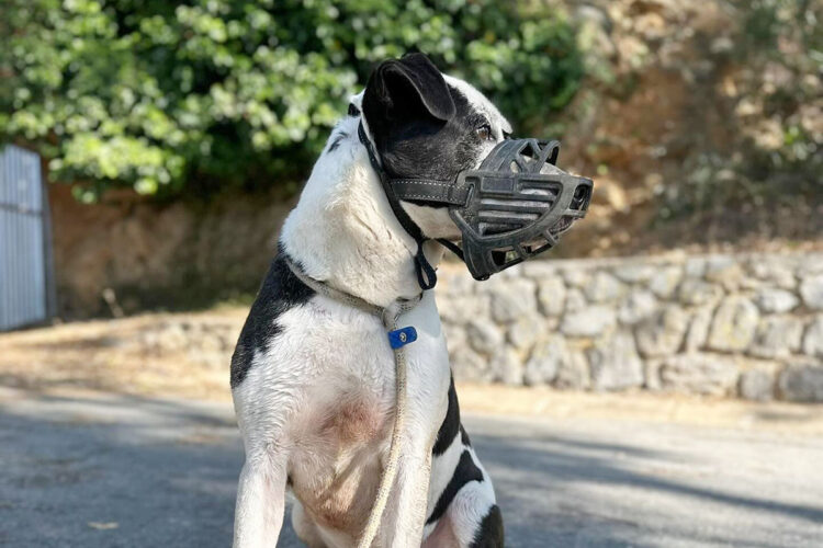 niebla-no-para-cualquiera-hogar-adecuado-perro-incomprendido