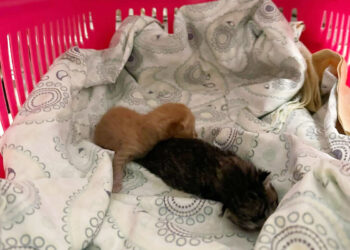 no-podemos-acoger-mas-clamor-protectora-abandono-gatos-lactantes