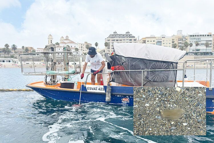 precaucion-levante-trae-medusas-playas-ceuta-5