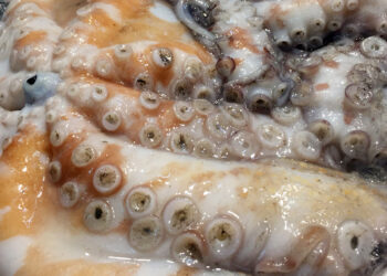 pulpo-fresco