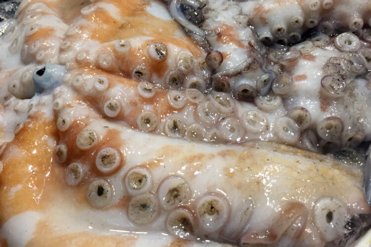 pulpo-fresco