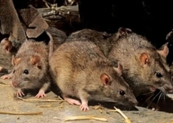 ratas-desatan-panico-tetuan-autoridades-actuan