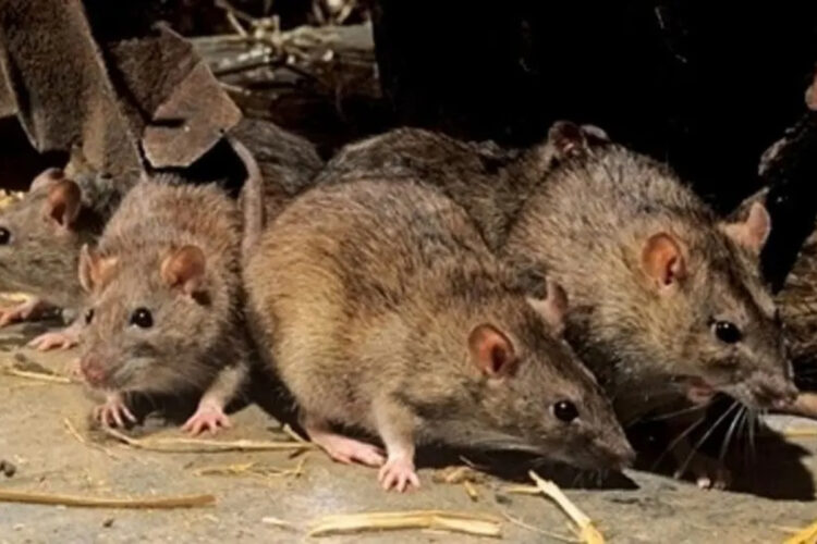 ratas-desatan-panico-tetuan-autoridades-actuan