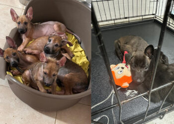 situacion-critica-protectora-10-cachorros-acogida-urgente