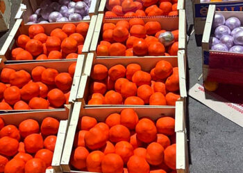toneladas-hachis-naranjas-tanger-med