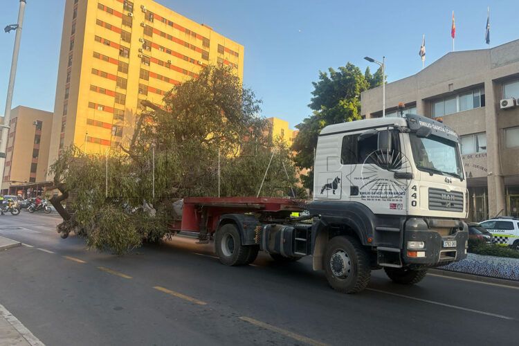 trabajos-envergadura-trasladar-arboles-singulares-002