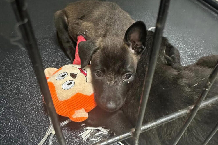 tragica-muerte-cachorros-mensaje-protectora