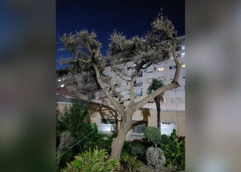 arbol-daubma