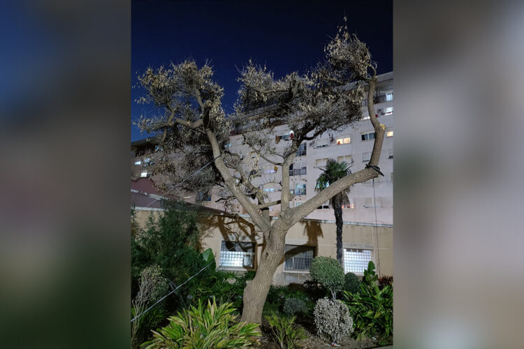 arbol-daubma