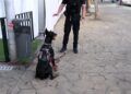asi-trabaja-unidad-guias-caninos-policia-nacional-feria-ceuta-2025